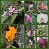Orchideje a motýli