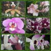 Orchideje a motýli